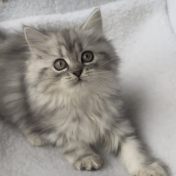 ミヌエット(長足)【埼玉県・女の子・2025年9月5日・ブルータビー（ロング）】の写真「モフモフの女の子♡」