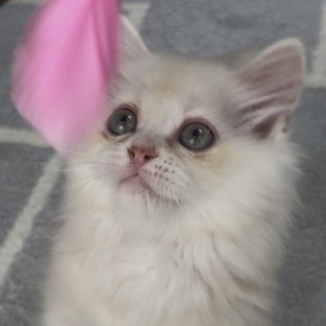 ミヌエット(短足)【埼玉県・男の子・2026年4月22日・クリーム（ロング）】の写真「短足ちゃん」