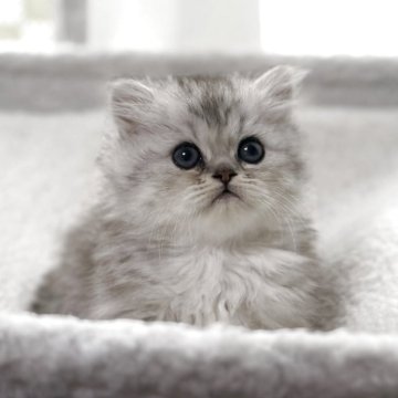 ミヌエット(短足)【埼玉県・女の子・2025年9月25日・シェーデッドシルバー（ロング）】の写真「ほわほわ可愛い女の子🌟」