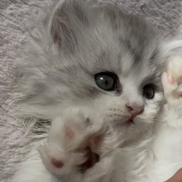 ミヌエット(長足)【埼玉県・男の子・2025年9月14日・ブルー&ホワイト（ロング）】の写真「モデルタイプ♡イケメン君✨」