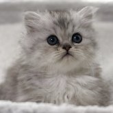 ミヌエット(短足)