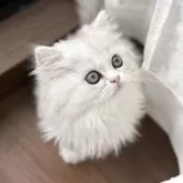 ミヌエット(長足)