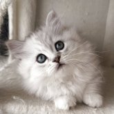 ミヌエット(短足)