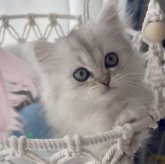 ミヌエット