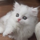 ミヌエット