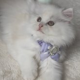 ミヌエット(長足)