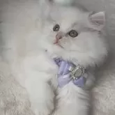 ミヌエット(長足)