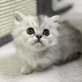 ミヌエット(短足)