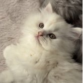 ミヌエット(長足)