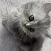 ミヌエット(短足)