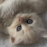 ミヌエット(短足)