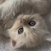 ミヌエット(短足)【埼玉県・男の子・2025年9月5日・レッド】の写真1