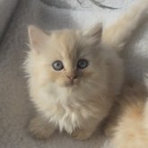 ミヌエット(短足)