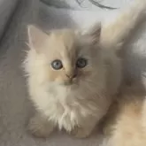 ミヌエット(短足)