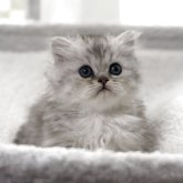 ミヌエット(短足)