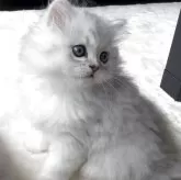 ミヌエット(長足)【埼玉県・男の子・2025年4月12日・シェーデッドシルバー】の写真1