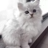 ミヌエット(長足)【埼玉県・男の子・2025年4月12日・シェーデッドシルバー】の写真2