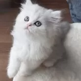 ミヌエット(長足)【埼玉県・女の子・2025年8月22日・ブルー&ホワイト】の写真14