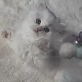 ミヌエット(長足)【埼玉県・男の子・2025年9月14日・クリーム】の写真12