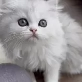 ミヌエット(長足)【埼玉県・女の子・2025年8月22日・ブルー&ホワイト】の写真9