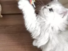 ミヌエット(長足)【埼玉県・男の子・2025年4月12日・シェーデッドシルバー】の写真4