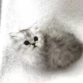 ミヌエット(短足)【埼玉県・女の子・2025年9月25日・シェーデッドシルバー】の写真14