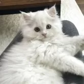 ミヌエット(長足)【埼玉県・男の子・2025年9月14日・クリーム】の写真5「膝上🫶」