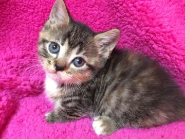 マンチカン(短足)【埼玉県・女の子・2018年1月17日・キャリコ】の写真「丸顔のめっちゃ可愛い足短ちゃんパパWチャンピオン」