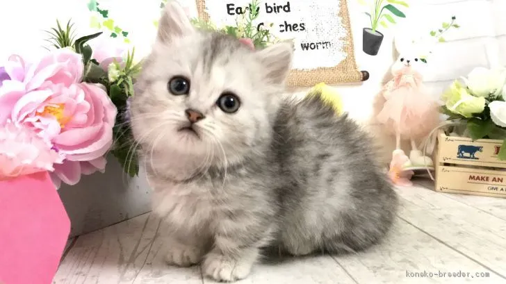 ID：2003-00282の子猫