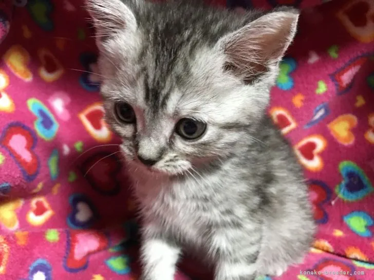 ID：1703-00374の子猫