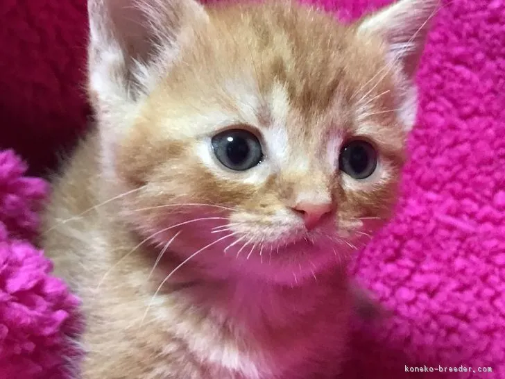 ID：1801-00629の子猫