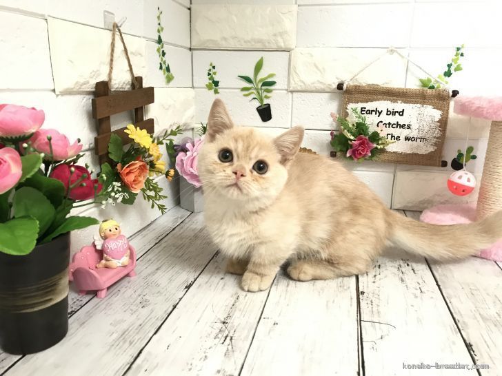 マンチカン【・男の子・2020年9月30日・クリームタビー】