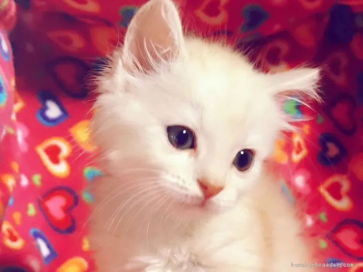 ID:1705-01399の子猫
