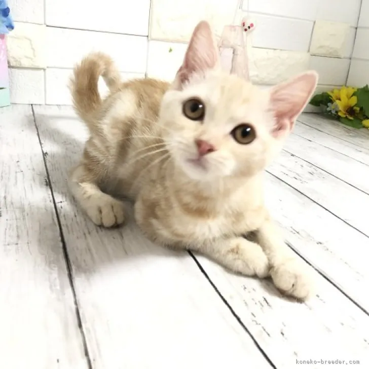 ID：2305-02251の子猫