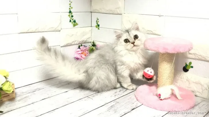 ID：2108-01088の子猫