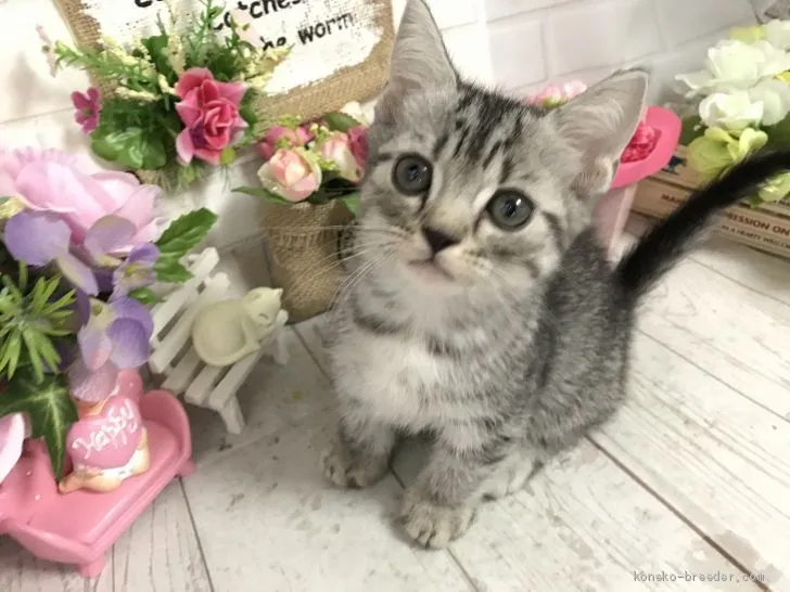 ID：1906-00860の子猫