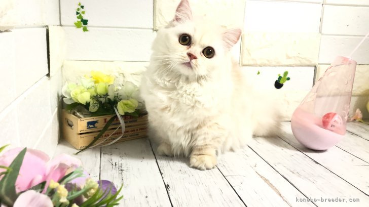 ミヌエット【・女の子・2023年6月16日・シェルクリーム】