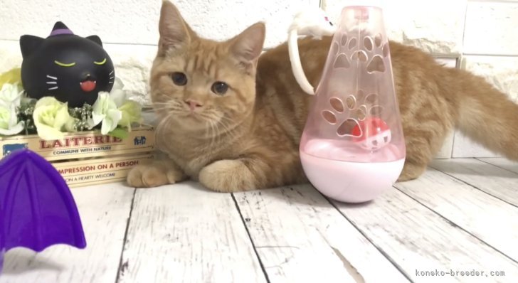 マンチカン【・女の子・2022年4月14日・レッドタビー】