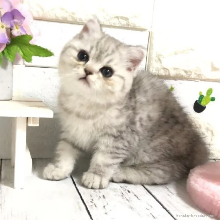 ID:2303-01040の子猫