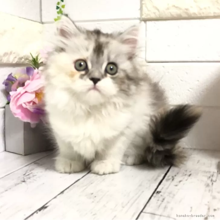 ID:2409-02556の子猫