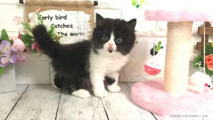 ID：2104-00788の子猫