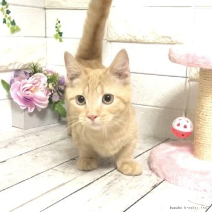 マンチカン 短足 埼玉県 女の子 22年3月23日 レッドタビー 遊ぶの大好き性格 もお顔も可愛い短足ちゃん みんなの子猫ブリーダー 子猫id 24