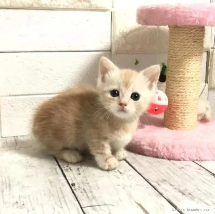 ID:2206-01863の子猫