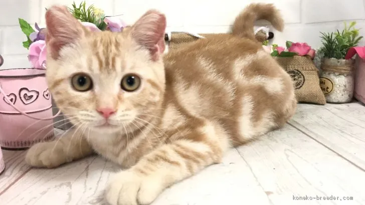 いなりん 様のお迎えした子猫