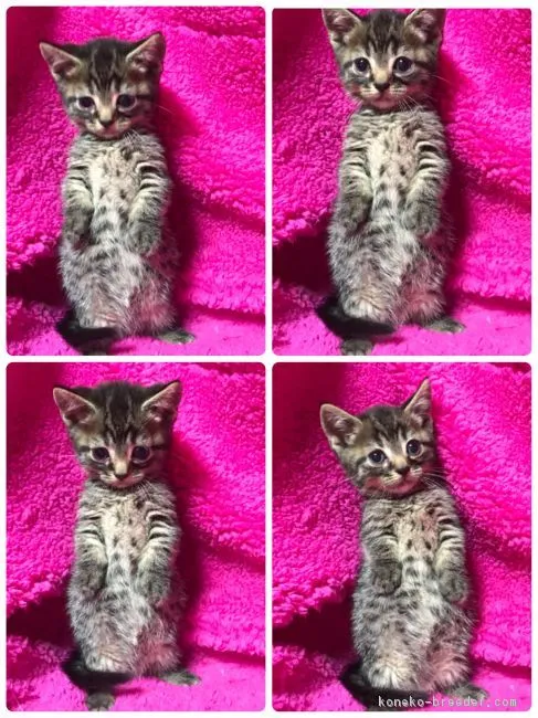 ID:1801-00880の子猫