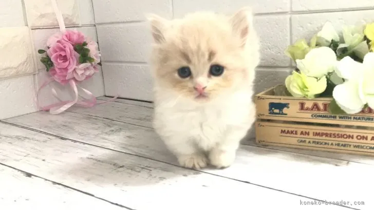 タケル 様のお迎えした子猫