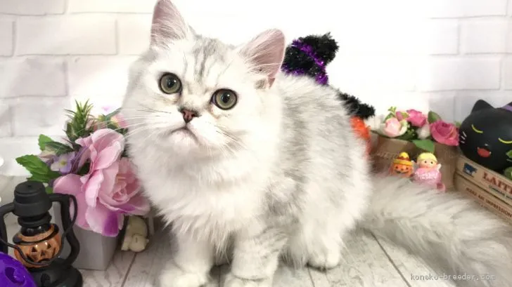 H.M 様のお迎えした子猫