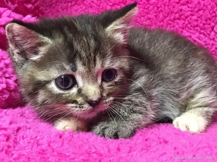 ID:1802-00561の子猫