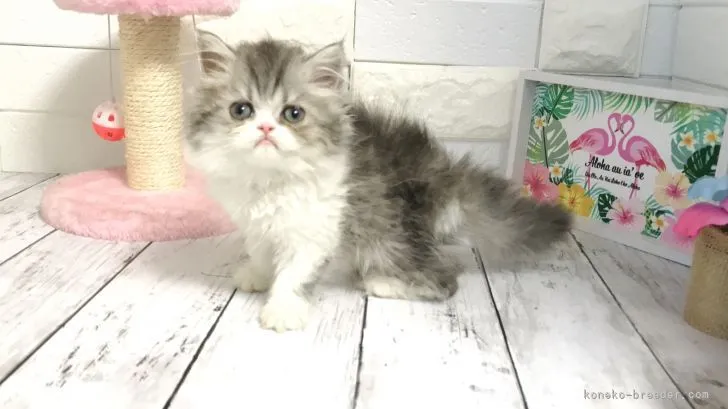 ID：2106-02629の子猫