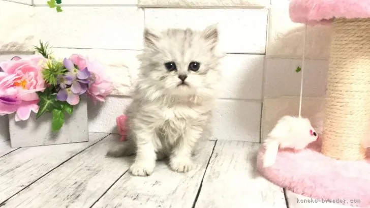 ID：2103-01991の子猫